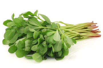 purslane (Portulaca oleracea) on a white background
