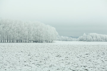 frozen grass and ground frost in winter