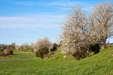 Cherry tree blossom