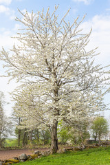 Obraz premium Flowering cherry tree