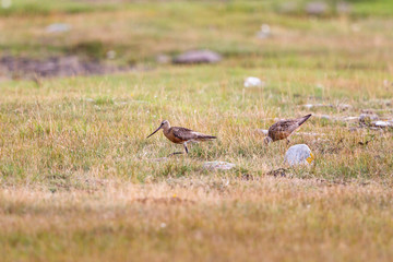 Bar-tailed godwit,