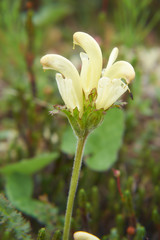 Flower capitate lousewort - Pedicularis capitata in natural tund