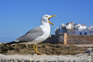 mouette hurlante essaouira