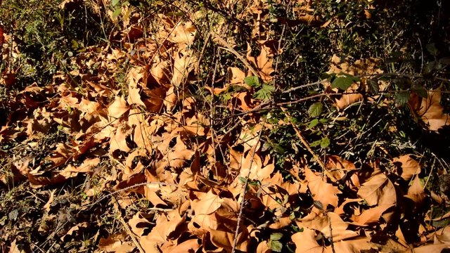 Fallen Leaves in Autmn