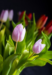 tulips bouquet isolated on black background