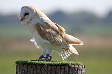 beautiful owl