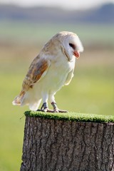 barn owl