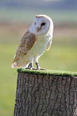 beautiful owl