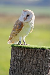 barn owl profile