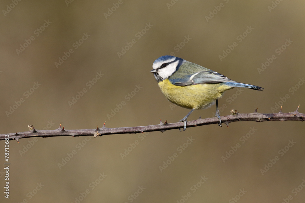 Wall mural blue tit, parus caeruleus