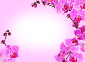 Fototapeta na wymiar Bright frame made of orchid flowers with space for text