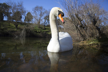 Mute swan bird in water