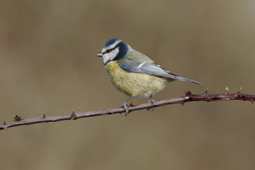 Blue tit, Parus caeruleus