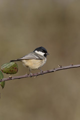 Coal tit, Parus ater