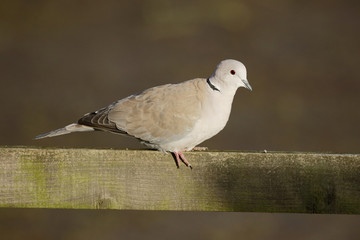 Collared dove, Streptopelia decaocto