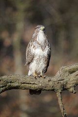 common buzzard, buteo buteo