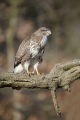 common buzzard, buteo buteo