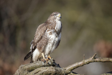 common buzzard, buteo buteo