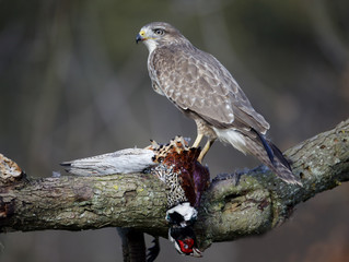 Common buzzard, Buteo buteo