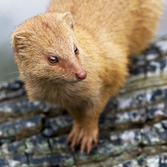 Mongoose