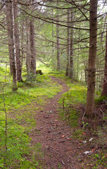 The road through the wood, Carpathians