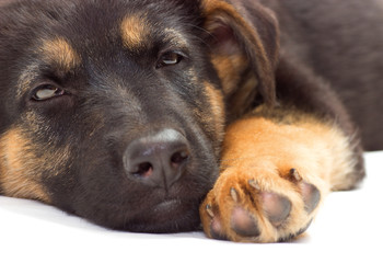 puppy sleeping