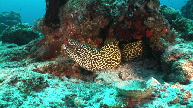 Giant black spotted moray eel underwater