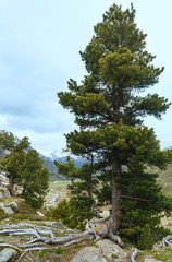 Summer mountain landscape (Fluela Pass, Switzerland)