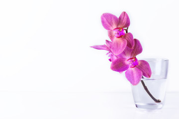 Orchidee im Glas auf weißem Hintergrund