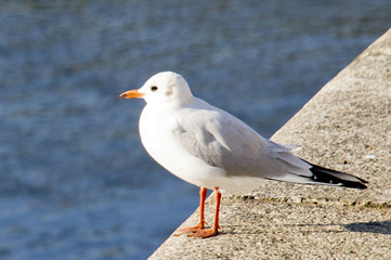 Möwe