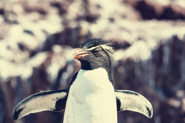 Naklejka premium Rockhopper
