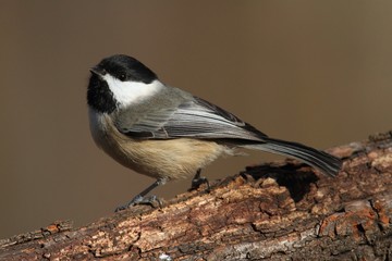 Carolina Chickadee on a branch