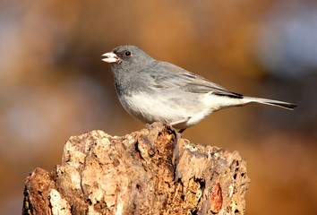 Dark-eyed Junco On A Perch