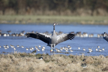 Common crane, Grus grus