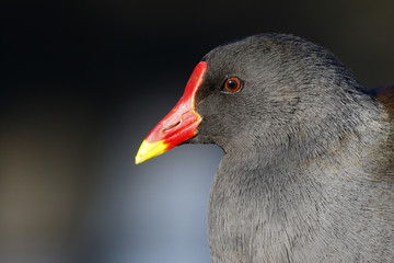 Moorhen, Gallinula chloropus
