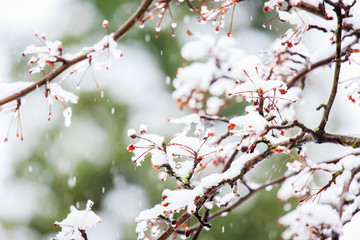 Snow Covered Branches of a Red Berry Tree in Winter