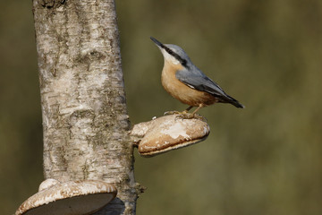 Nuthatch, Sitta europaea