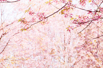 Obraz na płótnie Canvas Beautiful pink cherry blossom