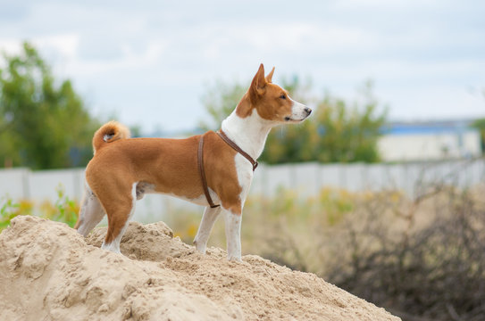 Brave basenji dog looking into the distance