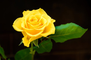 Yellow Rose