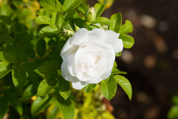 White rose