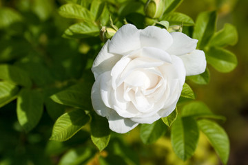 White rose close up