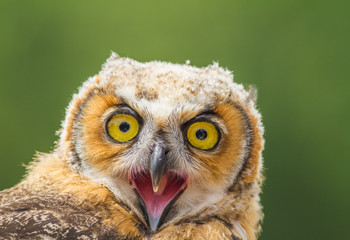 Obraz premium Young owl