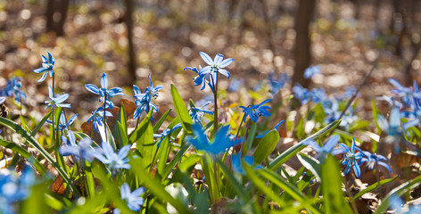 Blue Snowdrops