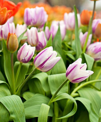 Fototapeta premium Beautiful tulips