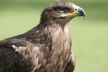 eagle portrait