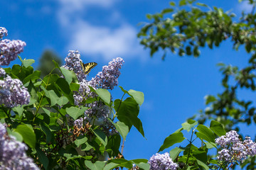 Swallowtail in lilac 1