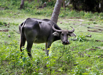 Thai black cow