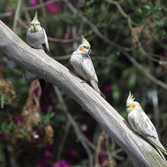 Nymphensittiche (Nymphicus hollandicus)