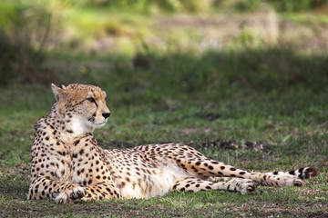 Gepard (Acinonyx jubatus)